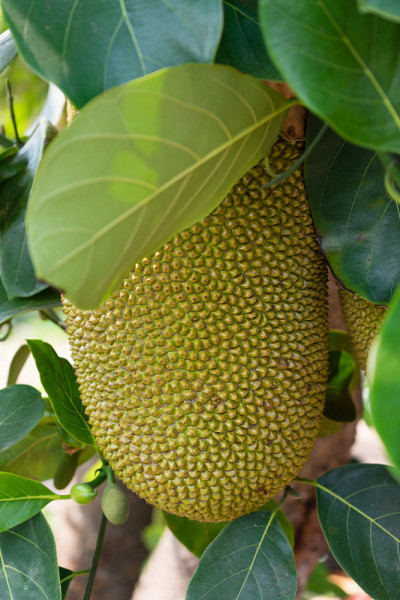 菠萝蜜