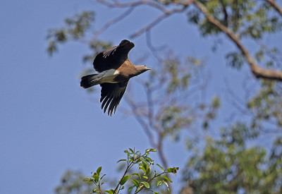 小Fish-eagle