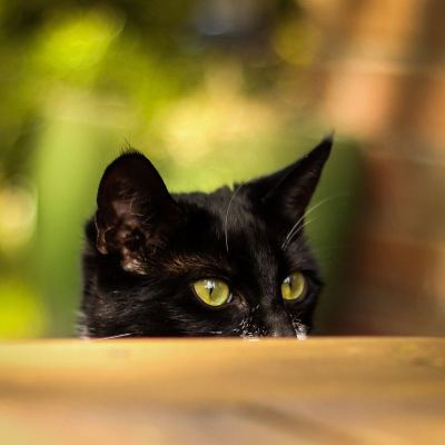 大鼻子的猫