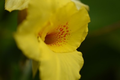 美人蕉花