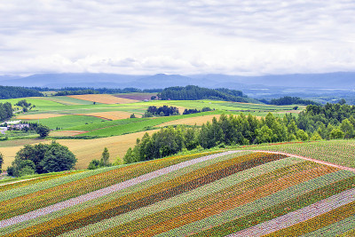 日本北海道富兰野的Shikisai No Oka Flower Garden in Summer