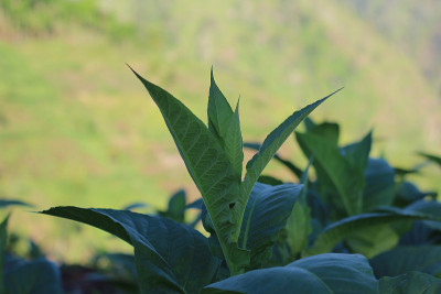 烟草是在高地种植的