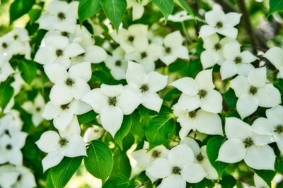 白色的花朵