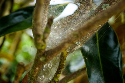 蛛网上的雨滴