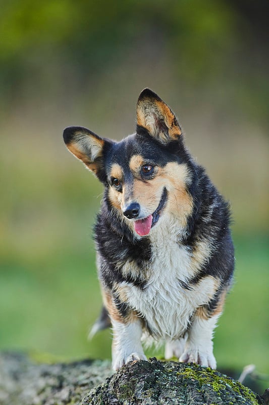 彭布罗克威尔士科基犬