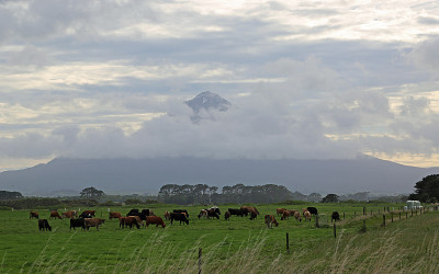 牛和火山