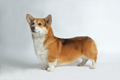 狗