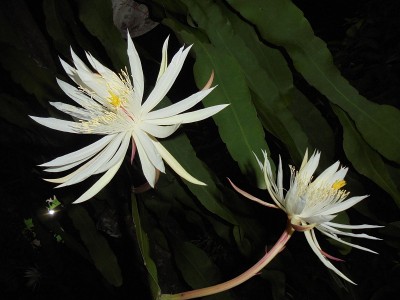 花菊