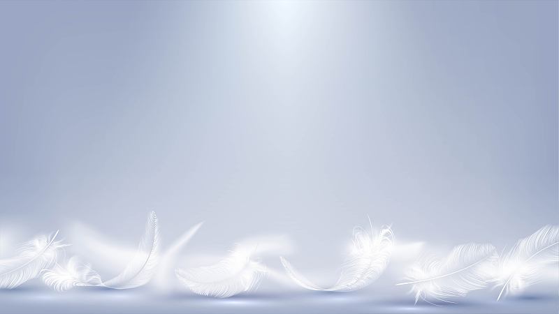 白色的羽毛