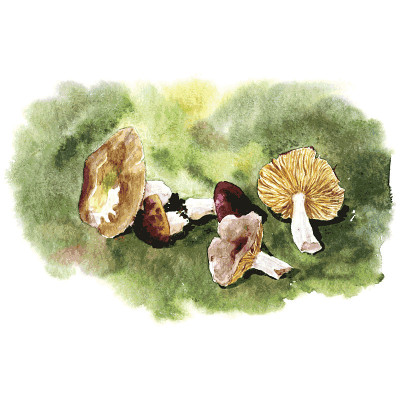 水彩绘画蘑菇