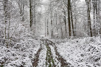 在寒冷的冬天穿过积雪的森林。