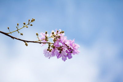 女王的花