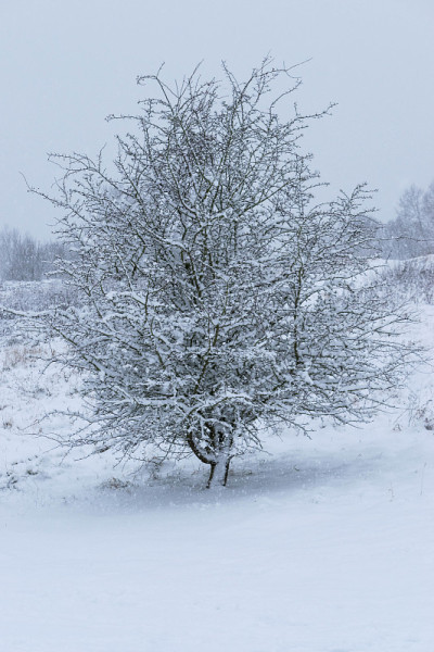 冬天的风景，森林公园的树木覆盖着雪。