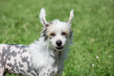 可爱的中国冠毛犬站在绿色的草地上。宠物的动物。
