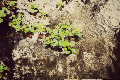 水生植物