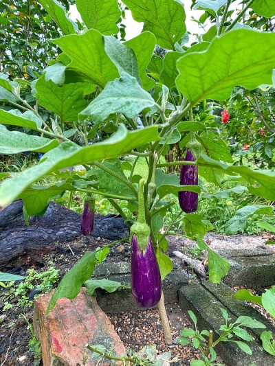 蔬菜