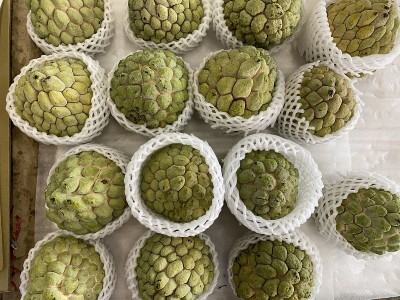 糖苹果或甜的sop