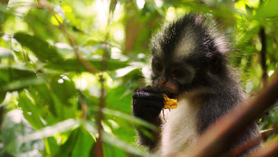 印度尼西亚苏门答腊拉旺山附近的拉旺国家公园，托马斯的langur primate