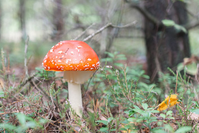 毒菌站在森林里