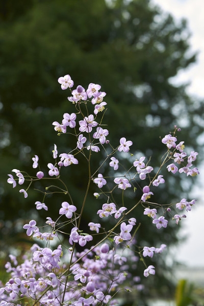 Thalictrum rochebrunianum