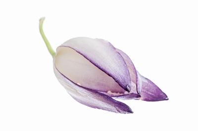 丝兰花上白色
