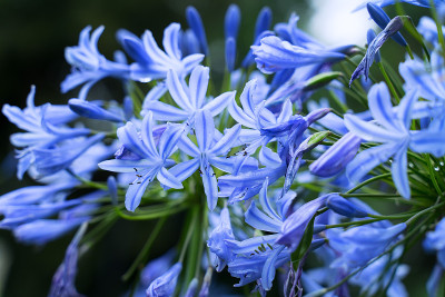 紫花无花伞特写