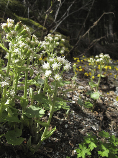 Petasites思