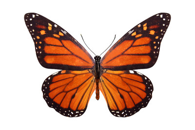 热带蝴蝶Danaus plexippus。在白色背景上隔离