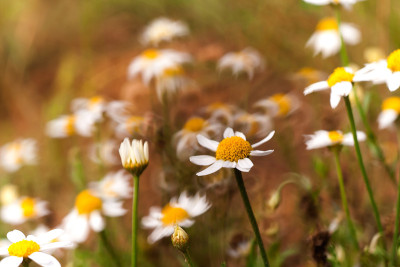 Chamomiles