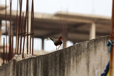 Whitebreasted Waterhen