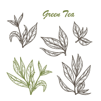手绘雕刻风格的绿茶套装。矢量图