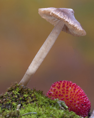 蘑菇和秋天