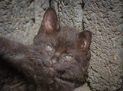 小猫