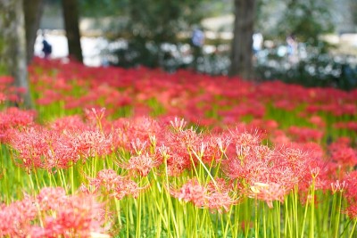埼玉县金查田的红色簇金秋花