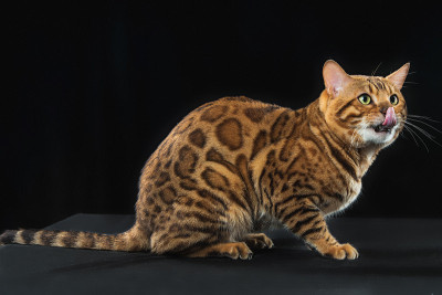黑色背景上的金色孟加拉猫