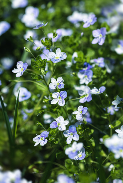 Veronica filiformis花