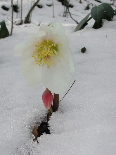 Helleborus尼日尔