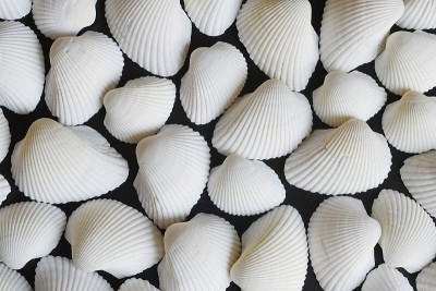 贝壳