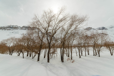 喜马拉雅山冬季的枯树景观