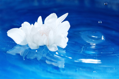 水上花