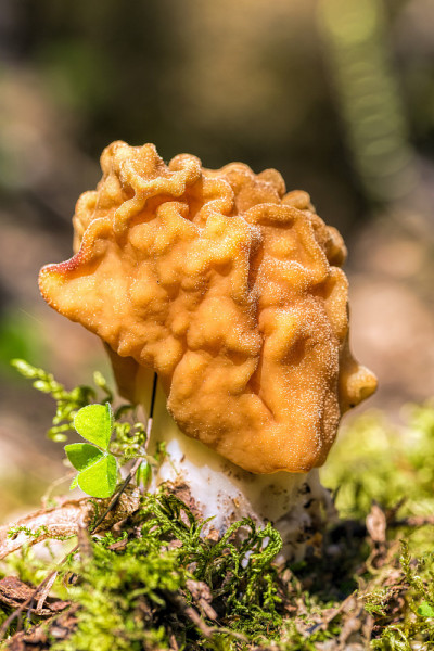 假羊驼(Gyromitra esculenta)第一个春暖花开的晴天