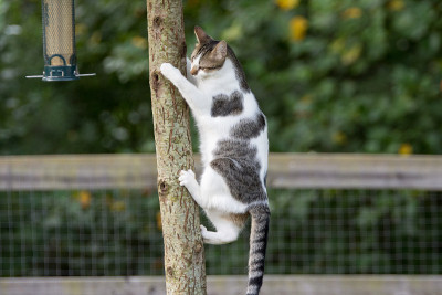 猫在爬树