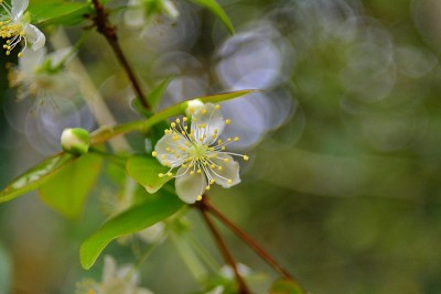 苏里南樱花