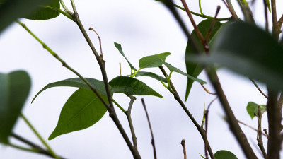 绿色室内植物。查看分支之间。