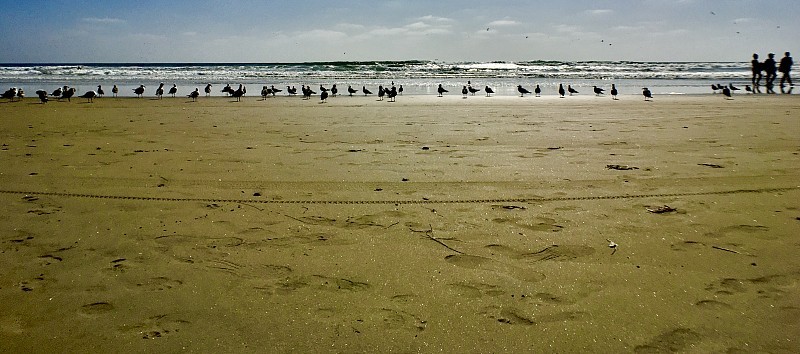 blacks beach seagulls all in a line - wide angle p