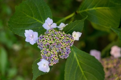 紫色的花在草在自然界或在花园里。