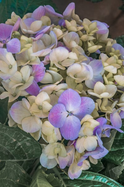美丽的绣球花