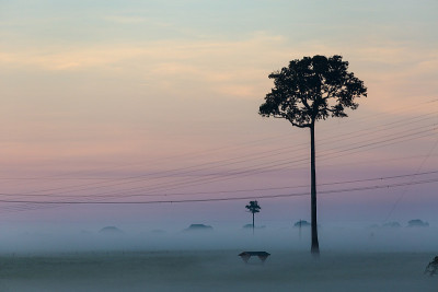 日出期间的雾霭景观，亚马逊，Rondônia，巴西