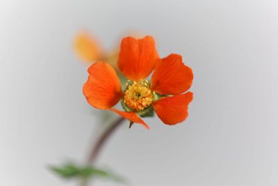 矮橙杨梅，球菌金