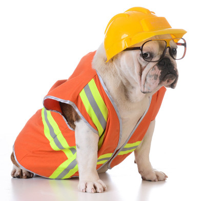 工作犬